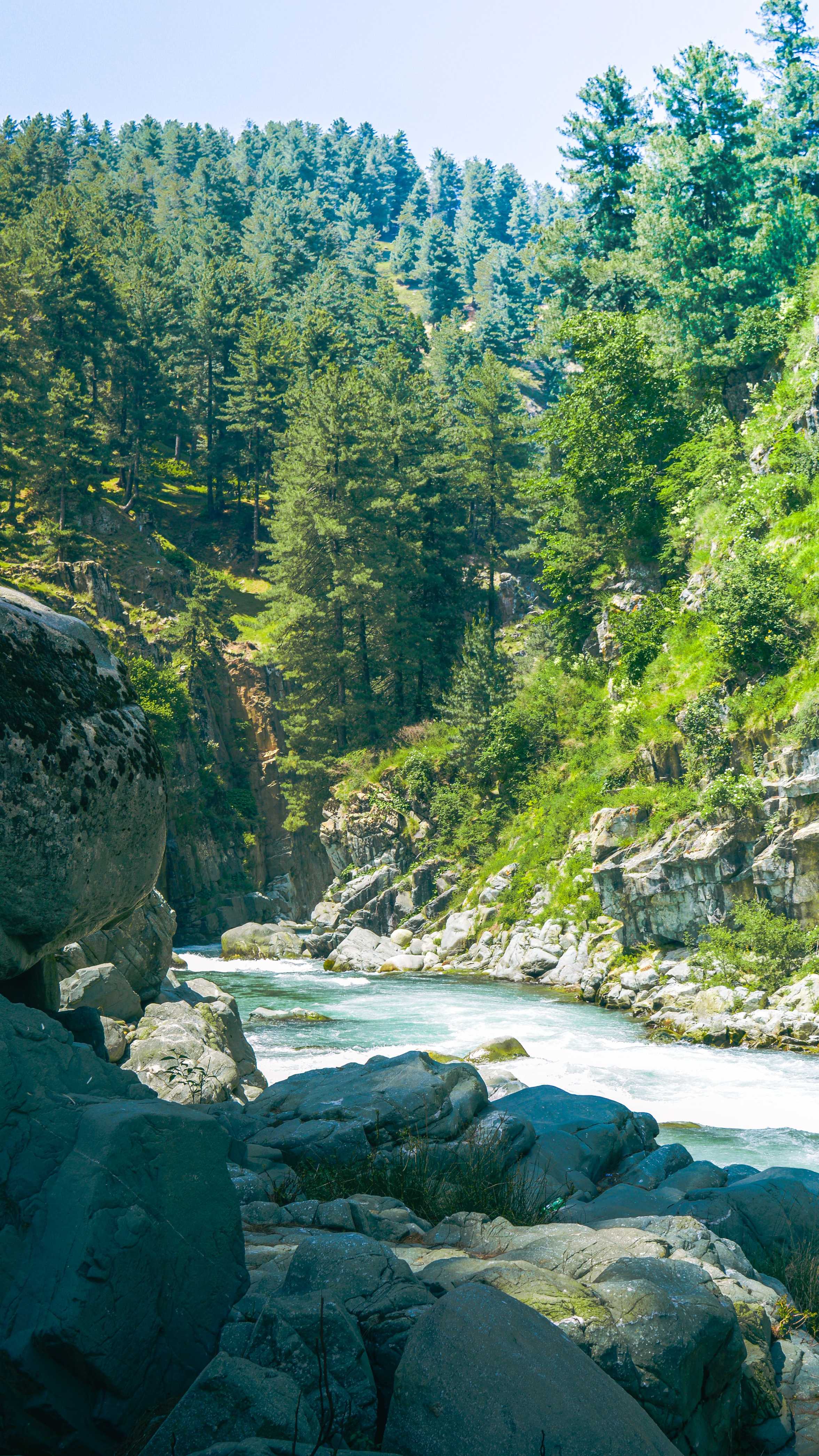 Daksum coniferous forests and scenic mountain pass - Explore Kashmir Comfortably