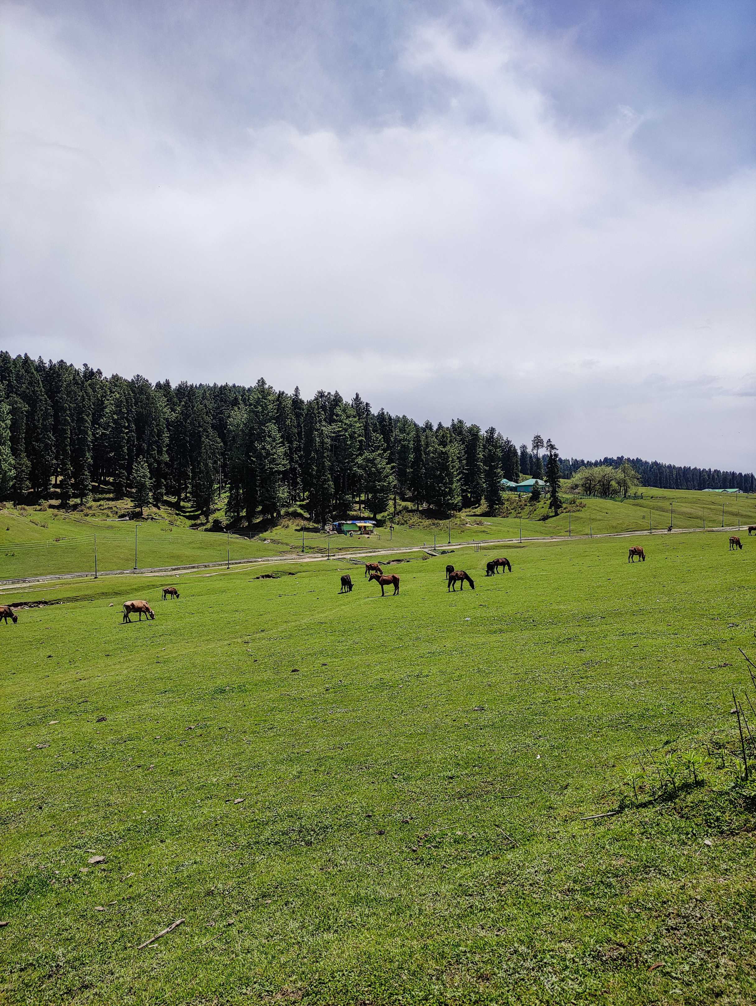 Scenic rolling fields of Yusmarg Valley, the perfect quiet retreat in Kashmir